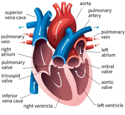 heart diagram